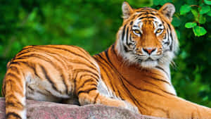 Majestuoso tigre en su hábitat natural — Tigre Fondos de pantalla