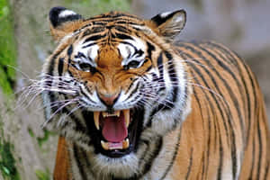 Majestuoso Tigre en la Naturaleza — MacBook Air Fondos de pantalla