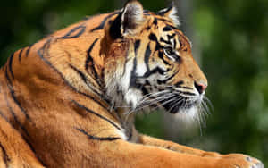 Majestuoso tigre acechando en la naturaleza — Tigre Fondos de pantalla