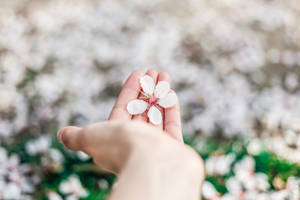Fondo de pantalla de mano sosteniendo una flor blanca de primavera caída