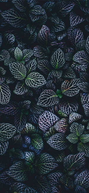 Plantas iPhone — Floral iPhone Fondos de pantalla