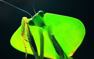 Mantis Religiosa de Antenas Azules — Verde neón Fondos de pantalla