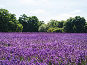 Mar de flores y árboles estético lavanda — Estética lavanda Fondos de pantalla