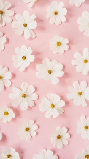 Margaritas Blancas Rosas — Floral iPhone Fondos de pantalla