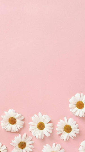 Fondo de pantalla de margaritas en rosa, estética bonita