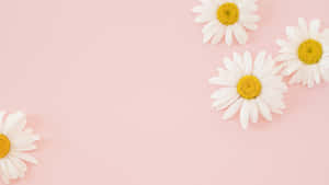 Fondo de pantalla estético rosa claro para computadora