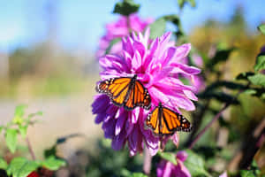 Imágenes de estética de mariposa — MacBook Air M2 Fondos de pantalla