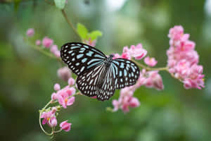 Imágenes estéticas de mariposas — Mariposa aesthetic Fondos de pantalla