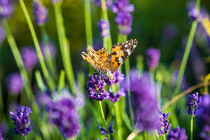 Mariposa estética en campos de lavanda — Mariposa aesthetic Fondos de pantalla