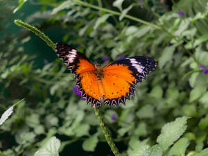 Mariposa Estética en un Jardín — Mariposa aesthetic Fondos de pantalla