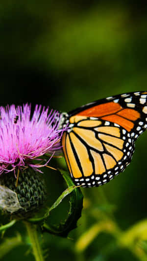 Imágenes estéticas de mariposas — Mariposa aesthetic Fondos de pantalla