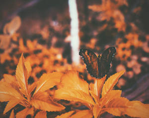 Mariposa naranja y negra posada sobre una hoja en un fondo de pantalla con filtro naranja.
