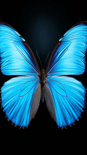 Mariposa, Estética de Mariposa, Imágenes Estéticas de Mariposa, Fondo Estético de Mariposa, Insecto, Insectos, Imágenes de Insectos — Mariposa Fondos de pantalla