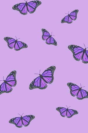 Fondo Morado Lindo — Lindo morado Fondos de pantalla
