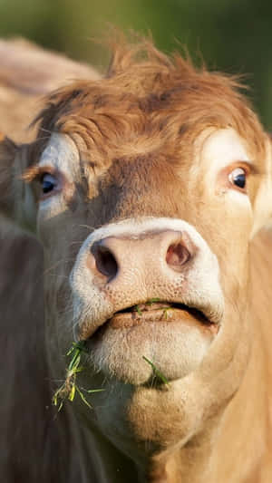 Fotos de vacas lindas