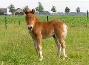 Fondo de caballo lindo — Caballo lindo Fondos de pantalla