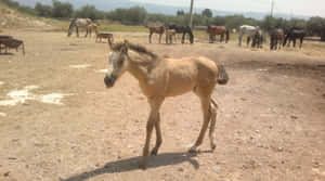 Fondo de caballo lindo — Caballo lindo Fondos de pantalla