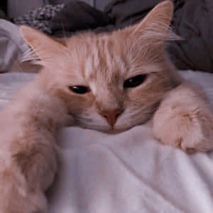 Imágenes de gato estético — Gato aesthetic Fondos de pantalla