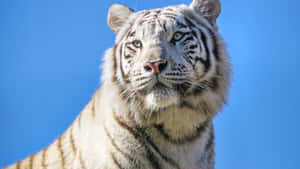 Mirada cautivadora de un majestuoso tigre — Tigre Fondos de pantalla
