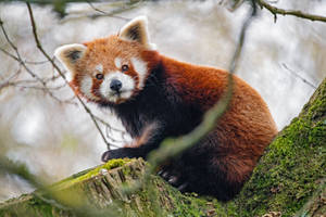 Fondo de pantalla de escritorio de panda rojo mirando de lado.