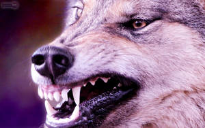Primer plano de un lobo enojado mostrando sus afilados y aterradores dientes.