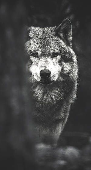 Lobo en blanco y negro de pie y mirando directamente a la cámara.