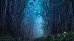 Monitor 4K — Bosque oscuro Fondos de pantalla