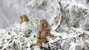 Fondo de pantalla de monos fríos en el invierno de Japón — Frío Fondos de pantalla