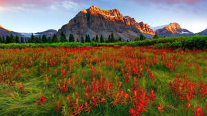 Fondo de pantalla de Montaña Roja y Campo de Flores Rojas