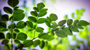 Moringa Oleifera Floreciente - La Mejor Maravilla Medicinal de la Naturaleza — Verde oscuro Fondos de pantalla