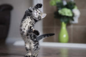 Movimientos de Baile de un Gatito Juguetón