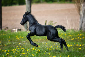 Fondo de lindo caballo — Caballo lindo Fondos de pantalla