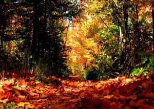 Fondo de pantalla de temporada — Naturaleza Fondos de pantalla