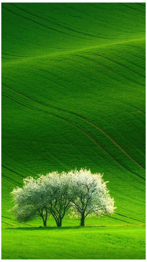 Naturaleza Teléfono Tres Árboles Pradera — Estética verde GIF Fondos de pantalla
