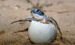 ¿Necesitas algo lindo? ¡Mira esta adorable tortuguita! — Tortuga linda Fondos de pantalla
