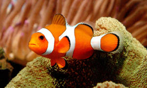 Fondo de pantalla de Nemo pez payaso genial en arrecife de coral