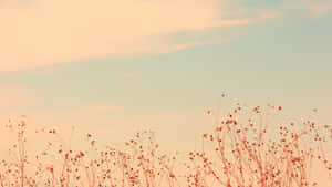 Nido acogedor en tonos pastel — Estética beige GIF Fondos de pantalla