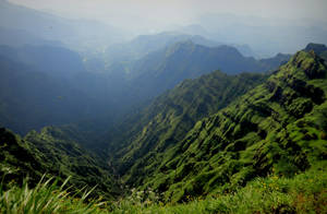 Niebla de montaña y pasto verde y arbustos en la cima.