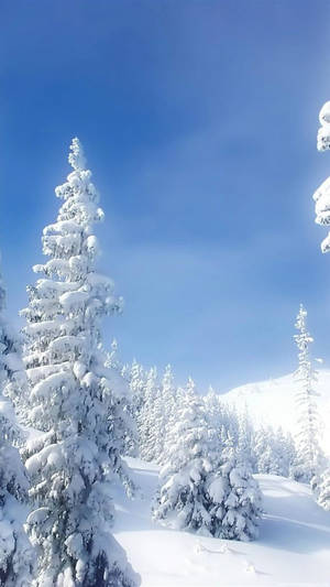Nieve Árbol Naturaleza iPhone — Naturaleza iPhone Fondos de pantalla