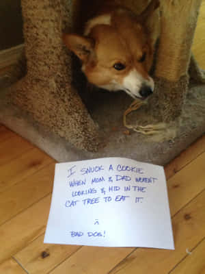 Fotos Graciosas de Corgi — iPad Air Fondos de pantalla