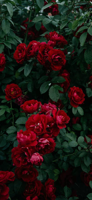 Fondo de pantalla Note 10 Plus Rosal — iPhone 15 Fondos de pantalla