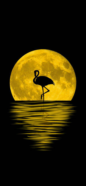 Fondo de pantalla Note 10 Plus Flamenco Luna — Pixel 10 Pro Fondos de pantalla