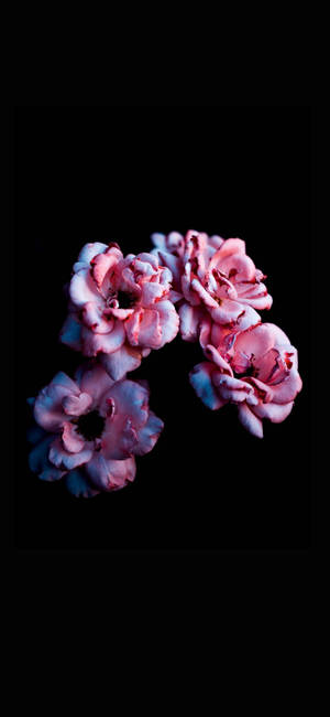 Fondo de pantalla Note 10 Plus Pink Flowers — iPhone 15 Plus Fondos de pantalla