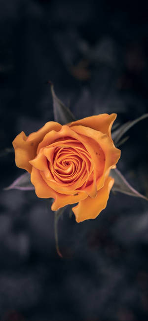 Fondo de pantalla Note 10 Plus Rosa Naranja — iPhone 15 Pro Fondos de pantalla