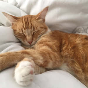 Imágenes de gatos estéticas — Gato Lindo Fondos de pantalla
