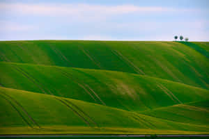 Fondo de Naturaleza Verde — MacBook Pro M3 Fondos de pantalla