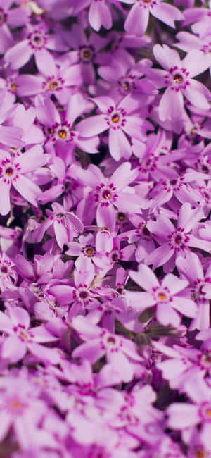Nutre la naturaleza con un estallido de color — iPhone 14 Pro Fondos de pantalla