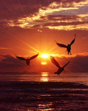 Fondo de pantalla de amanecer con siluetas de aves sobre el mar