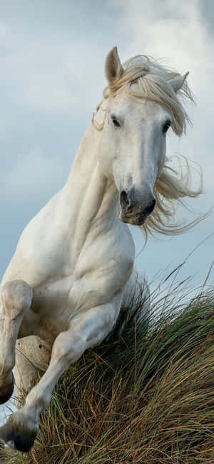Hermoso Caballo iPhone — Galaxia A26 Fondos de pantalla