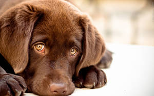 Ojos de Cachorro Tierno de Perro — Perro lindo Fondos de pantalla